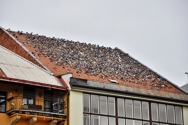 A2B Pest Control are able to install spikes to deter birds from roofs in Bangor. 