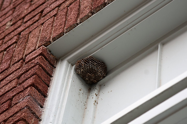 We provide a wasp nest removal service for domestic and commercial properties in Bangor.